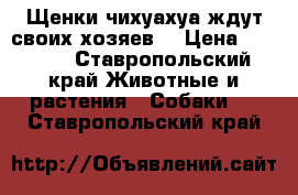 Щенки чихуахуа ждут своих хозяев  › Цена ­ 5 000 - Ставропольский край Животные и растения » Собаки   . Ставропольский край